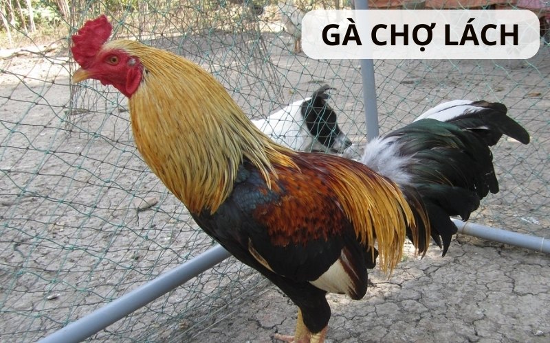 https://lpdi.io/im/storage/cac-giong-ga/ga-cho-lach-1.jpg