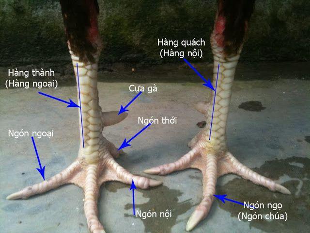 https://lpdi.io/im/storage/kinh-nghiem/cach-xem-vay-ga-da-2.jpg
